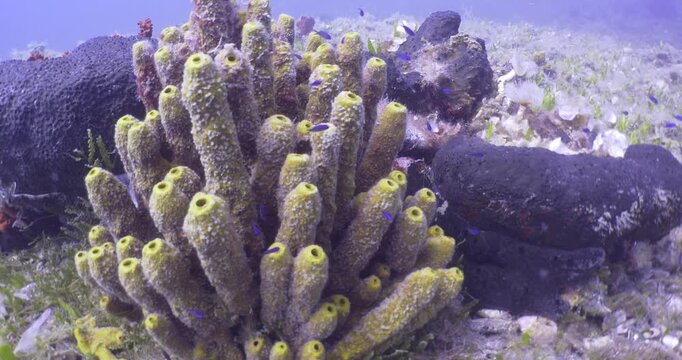 sponges underwater Mediterranean sea ocean scenery of sea habitat Aplysina cavernicola