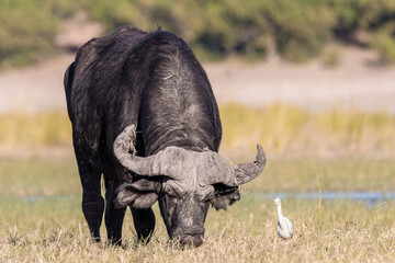 Obraz premium Botswana - Chobe National Park - African Buffalo (Syncerus caffer) Grazing with Egret