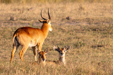 Obraz premium Botswana - Chobe National Park - Puku Antelopes (Kobus vardonii) in Dry Grassland