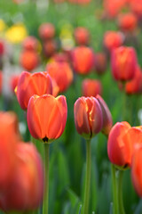Obraz premium Tulips bloom in spring.