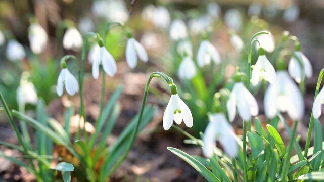 Spring snowdrop flowers blossoming outdoors. First flowers of spring. Slow motion close-up b-roll footage.