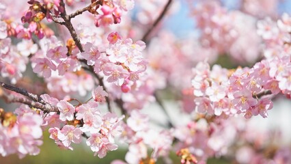 Fototapeta premium 橋本公園の河津桜