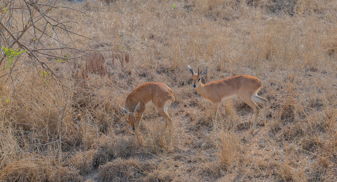 Steinbock - Steenbok im Busch vom Kr&uuml;ger National Park S&uuml;dafrika