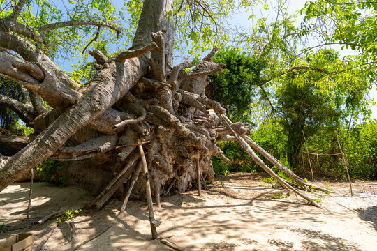 Tanzania, Zanzibar, Kwale Island - 30 November 2025 - A natural masterpiece of wood and roots dominating the wild African landscape