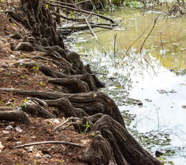 Fototapeta premium This is a natural park located in the heart of swampy landscapes.