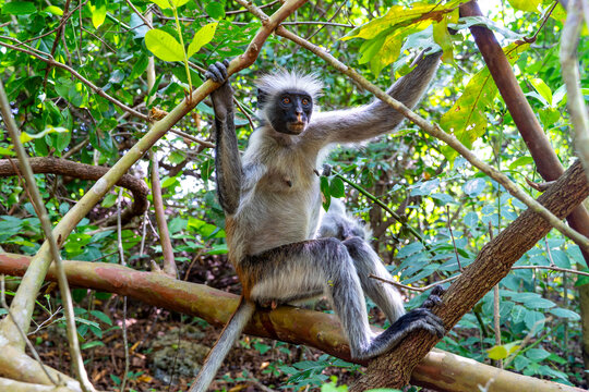 Tanzania, Zanzibar, Jozani-Chwaka Bay National Park - 1 December 2025 - A close-up look at the wild beauty of the red colobus in its natural habitat