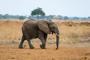 Obraz premium Tanzania, Mikumi National Park - 2 December 2025 - A young African elephant walks alone through the vast golden savannah