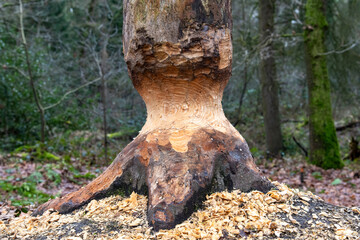 Obraz premium Close view of a tree trunk deeply shaped by gnawing from beavers, surrounded by fresh wood chips on the forest floor, showing raw textured wood and natural woodland setting, North Limburg, Netherlands