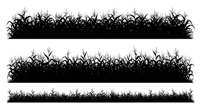 Black silhouette illustrations of dense corn field rows arranged in three horizontal landscape bands