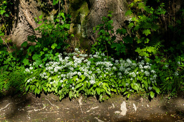 Bärlauch mit Blüten bedeckten den Boden im Wald im Frühjahr