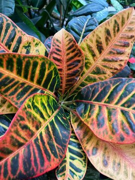 Codiaeum variegatum Petra. croton or variegated croton.evergreen shrubs with variegated green, yellow,red and orange foliage.Potted plants.for indoor gardeners.Flower background
