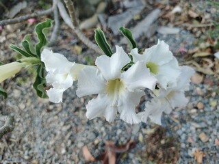 Beautiful White Adenium Obesum Flowers on Tree Branch