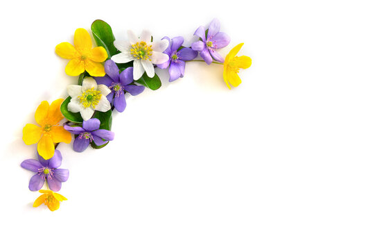 Purple hepatica and white anemone flowers with yellow centers and green leaves, yellow anemone flowers on white background with copy space for text. Spring floral composition, flat lay, top view