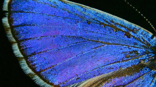 The wing of a male Silver-studded Blue butterfly, Plebejus argyrognomon (Plebeius argyrognomon), isolated on a black background