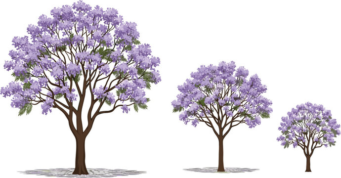 Set of three blooming purple Jacaranda trees in different growth stages isolated on white background for spring landscape garden design