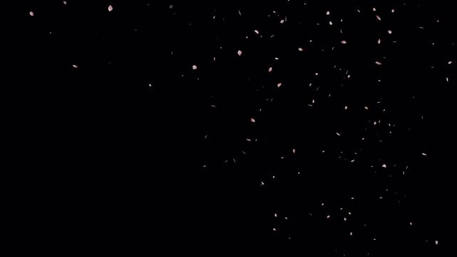 Falling sakura flower loop animation on alpha channel. sakura flower petals flying particle animation. Sakura flower fall start to end. 4k Video
