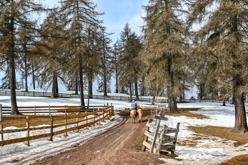 Bolzano, monte San Genesio, passeggiata invernale con neve