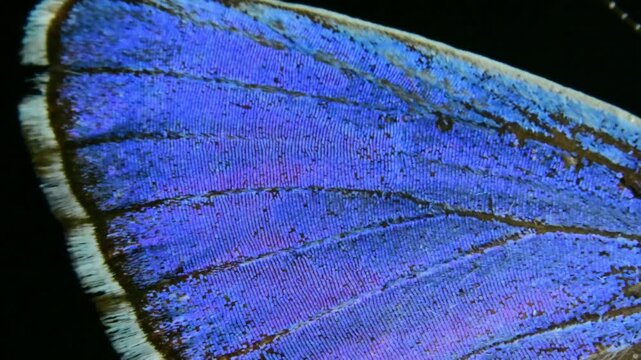 The wing of a male Silver-studded Blue butterfly, Plebejus argyrognomon (Plebeius argyrognomon).