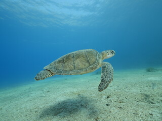 Obraz premium green sea turtle Chelonia mydas underwater swim slow motion with sun ocean scenery blue water