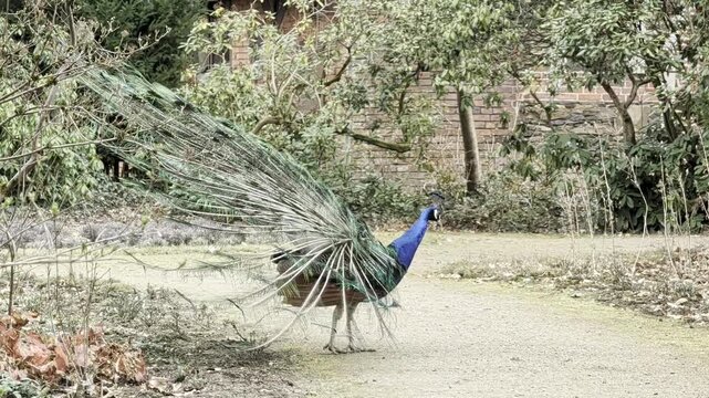 Pfau balzt und schl&auml;gt ein Rad