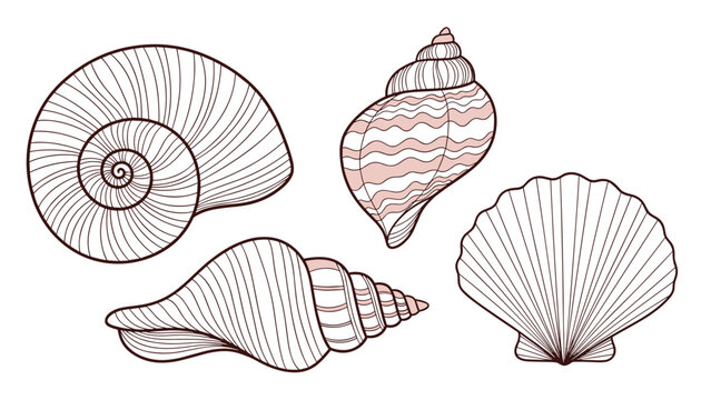 Detailed line art illustrations of various sea shells featuring a snail, scallop, and spiral whelk on a white background.