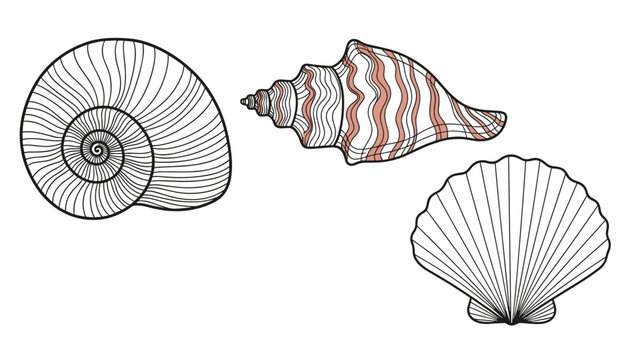 Collection of three distinct seashells including a large spiral nautilus, a spiky murex with pink accents, and a classic fan shaped scallop.