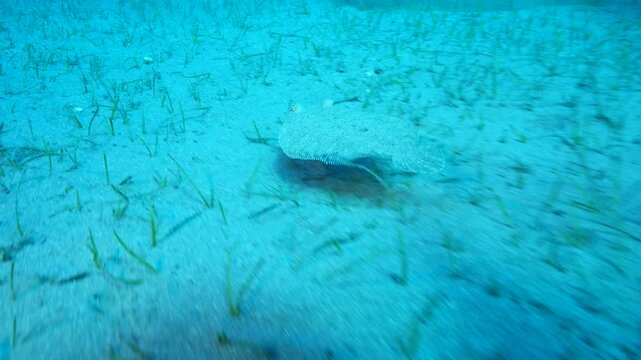 flat flounder fish swim on sand underwater perfect camoufflage