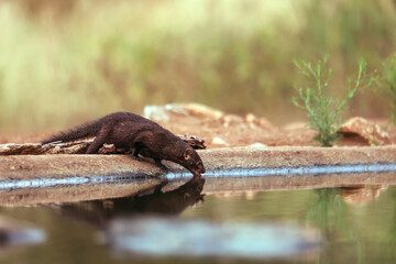 Obraz premium Slender mongoose drinking in waterhole with reflection in Greater Kruger National park, South Africa; specie Galerella sanguinea family of Herpestidae