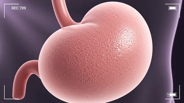 Human stomach anatomy medical illustration.