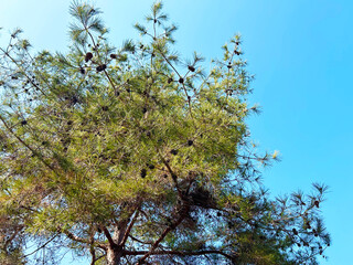 Obraz premium 青空と松ぼっくり