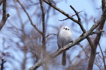 枝に止まったシマエナガ