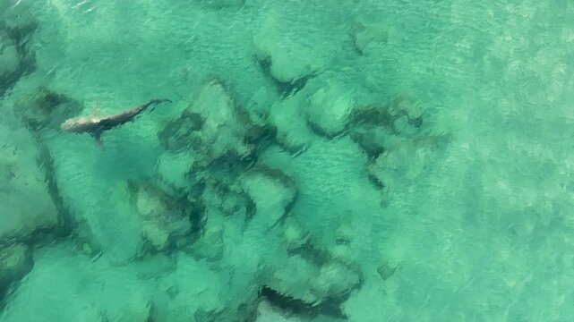 Close-up Cinematic Aerial Drone Footage of a Shark Swimming Gracefully Over a Rocky Seabed in Shallow Crystal Clear Turquoise Mediterranean Water - Hadera, Israel