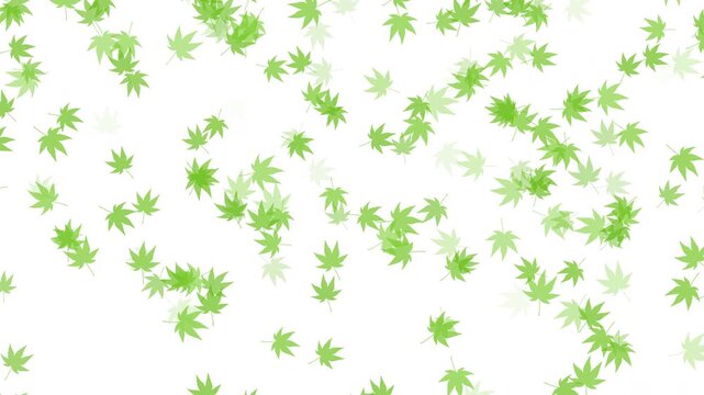 紅葉 もみじ 下降 みどり パターン01 ループ（白背景）