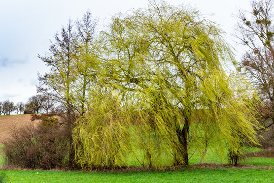 Weidenbaum im Fr&uuml;hjahr