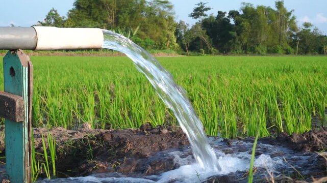 A powerful stream of clear water flows from a large industrial pump hose directly into a lush green rice paddy field, demonstrating traditional agricultural irrigation methods in a rural farm setting.