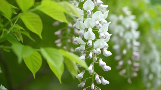 White Wisteria Blooms in Spring - A Delicate Floral Display.
