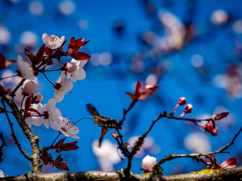 Zwetschgenbaum Bl&uuml;te