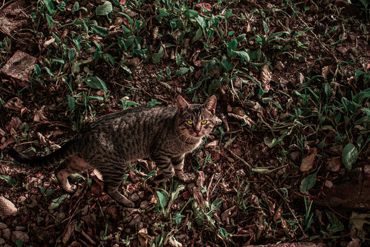 gato pardo camuflado en la hierva