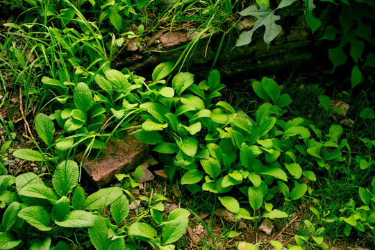 ladrillos entre hojas verdes
