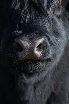 Close-up of a Scottish Highland cow. Its muzzle is clearly visible. The cow is black. Its hair is long.