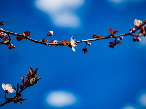 Zwetschgenbaum Bl&uuml;te