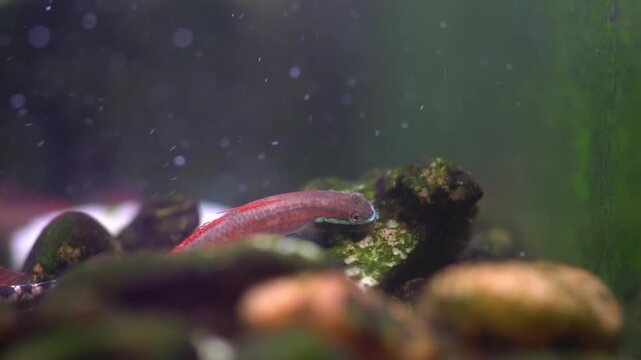 Red neon stiphodon annieae dwarf goby fish on stone