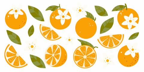 Stylized illustration of oranges orange slices blossoms and green leaves