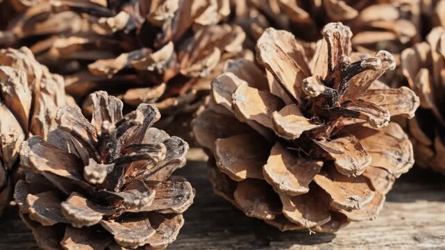Close up of natural pine cones on rustic wood surface