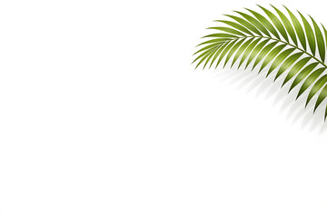 Obraz premium Cluster of Tropical Palm Leaves Isolated on White Background with Vibrant Green Botanical Foliage