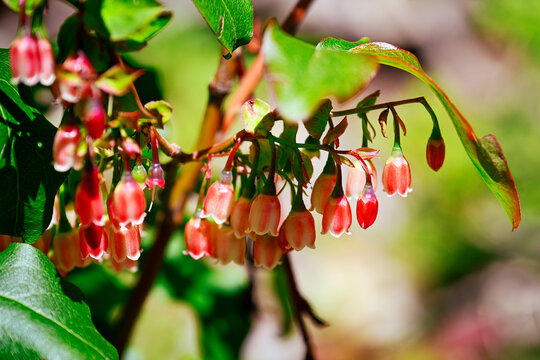 Close-up of red enkianthus flowers branch, Karachay-Cherkessia Republic of Russia