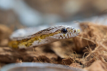 Obraz premium Curious Snake Head in Natural Habitat