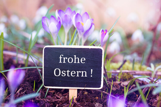 Krokusse mit Schild frohe Ostern