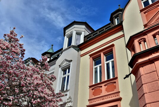 Altbauten in Freiburg-Herdern hinter Magnolienbl&uuml;ten