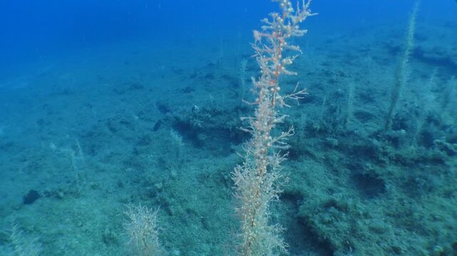 sea plant and grass underwater sargassum wit fish around ocean scenery